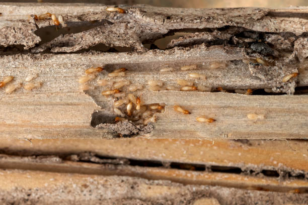 Best Pest Control for Businesses  in Covington, KY